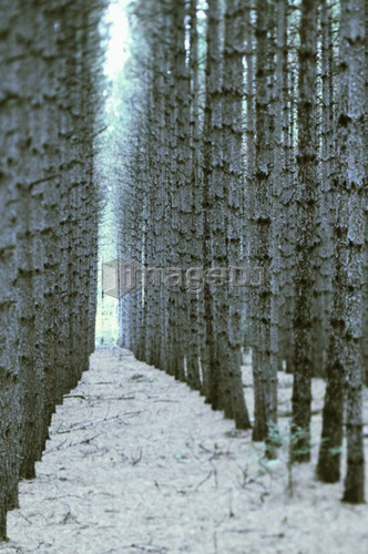 Pine trees, Barrie, Ontario.