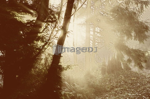Sun rays in fog, West Vancouver, B.C.