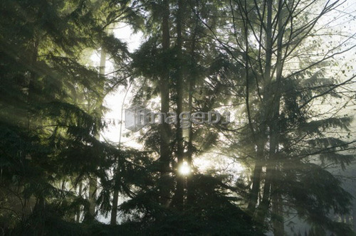 Sun rays in fog, West Vancouver, B.C.