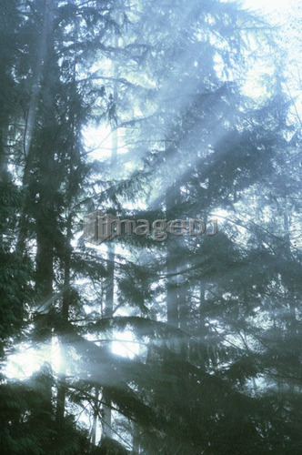 Sun rays in fog, West Vancouver, B.C.