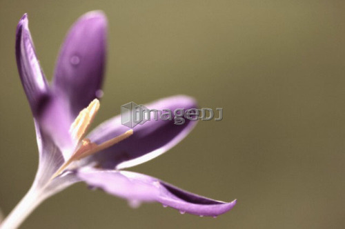 Crocus, West Vancouver, B.C.