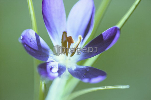 Crocus, West Vancouver, B.C.