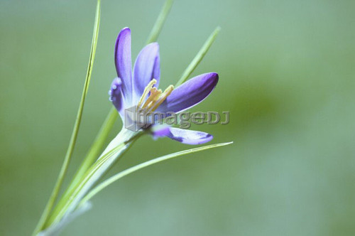 Crocus, West Vancouver, B.C.