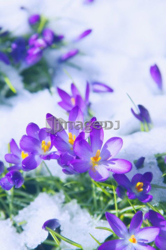 Crocuses Emerging Through Snow, West Vancouver, B.C.