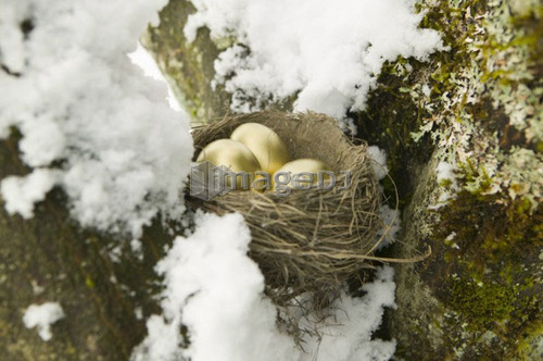 Golden Eggs and Nest in a Maple Tree With Snow