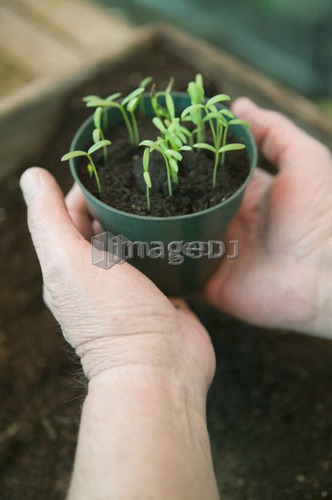 Man Holding Flower Sprouts, Vancouver, B.C.