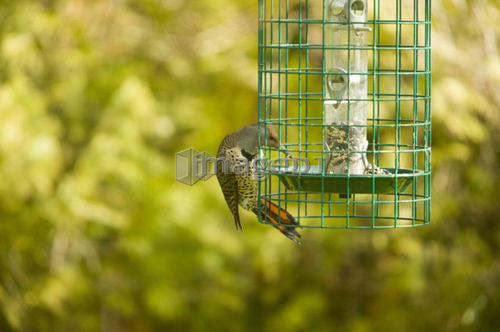 Flicker Sneaking Food from a Birdfeeder, West Vancouver, B.C.
