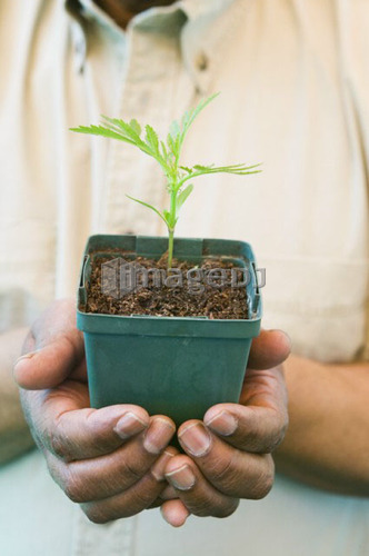 Senior African American Man Working in His Greenhouse, B.C.
