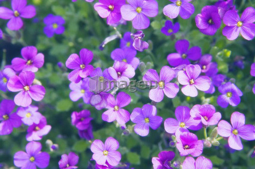 Close-up of flowers, Vancouver, B.C.