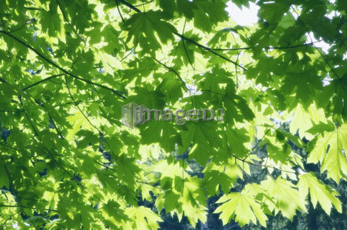 Maple Tree, Gambier Island, B.C.