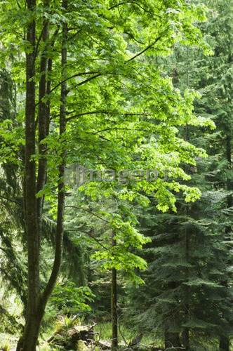 Green Trees, Gambier Island, B.C.