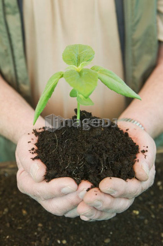 Senior man holding a young plant, Vancouver, B.C.