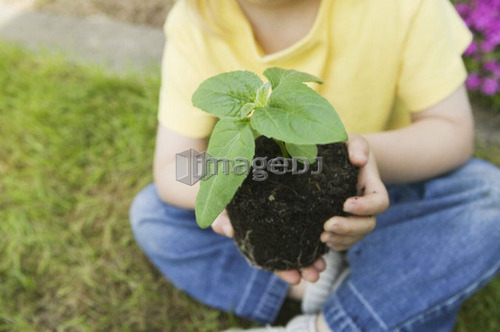 Young Girl Holding a Bedding Plant Showing Dirt and Roots, Vancouver, B.C.