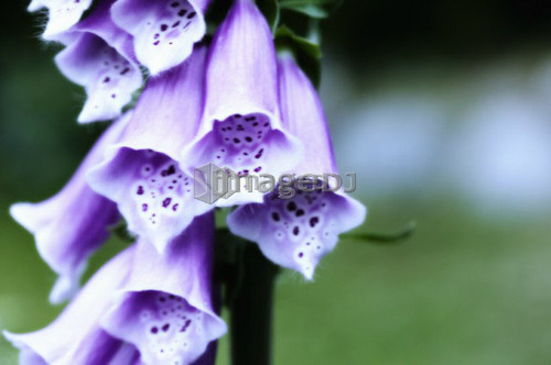 Foxglove Detail, West Vancouver, B.C.