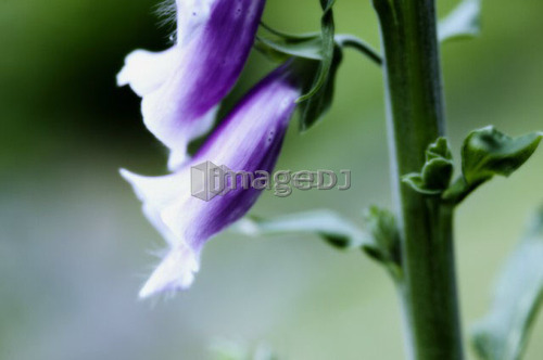 Foxglove Detail, West Vancouver, B.C.