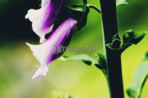 Foxglove Detail, West Vancouver, B.C.