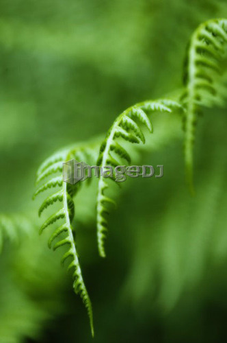 Fern Detail, West Vancouver, B.C.