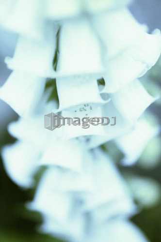 Foxglove Detail, West Vancouver, B.C.