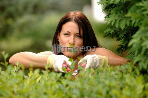 Woman clipping hedges, Regina, Saskatchewan