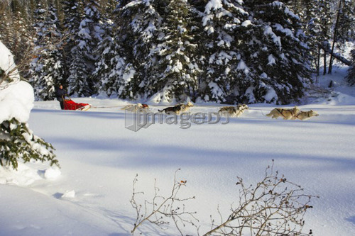 View of Dog Sled in action, Marsoui, Gaspe Peninsula, Quebec