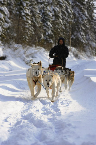 View of Dog Sled in action, Marsoui, Gaspe Peninsula, Quebec
