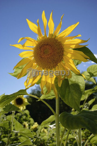 View of sunflower, Caplan, Gaspe Peninsula, Quebec
