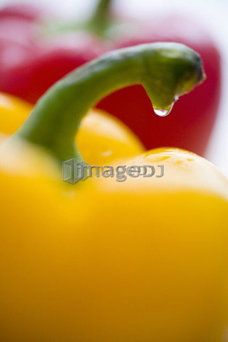 Close-up of droplet on stem of yellow yellow
