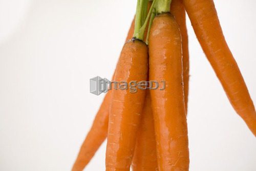 Bunch of carrots hanging vertically