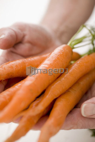 Hands holding bunch of carrots toward camera