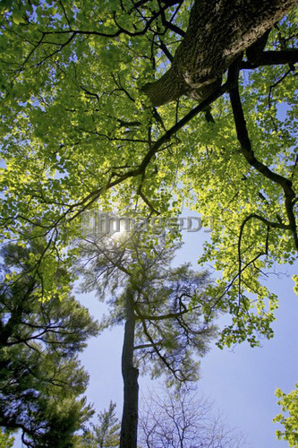 Sun shining through the trees, Niagara on the Lake, Ontario