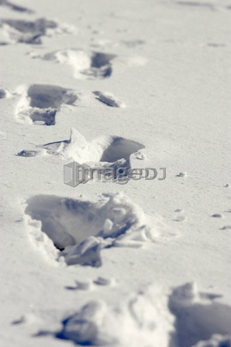 Footprints in the snow, Burlington, Ontario