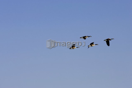 Four Canadian Geese in flight across a blue sky, Burlington, Ontario.