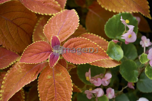 Red Coleus plant, Burlington, Ontario.