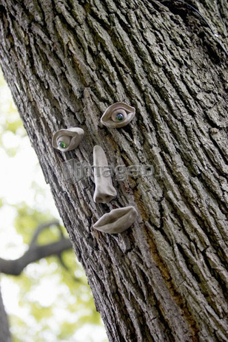 Tree trunk with eyes, nose, and mouth, Burlington, Ontario.