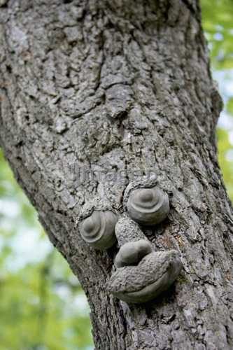 Tree trunk with eyes, nose, and mouth, Burlington, Ontario.