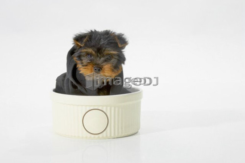 Yorkshire Terrier dog wearing a black hooded sweatshirt sitting in a bowl