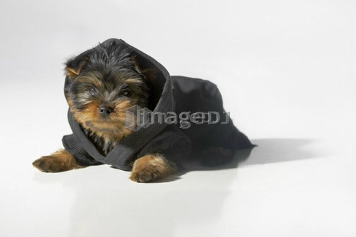 Yorkshire Terrier dog wearing a black hooded sweatshirt