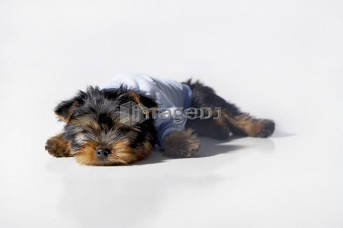 Yorkshire Terrier dog wearing a blue sweater sleeping on the floor