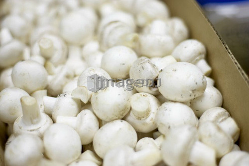 Cardboard box full of white mushrooms