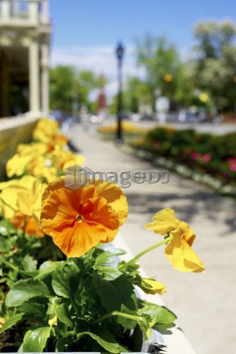 Window box of orange and yellow pansies with the town in background, Niagara on the Lake.