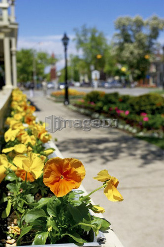Window box of orange and yellow pansies with the town in background, Niagara on the Lake.