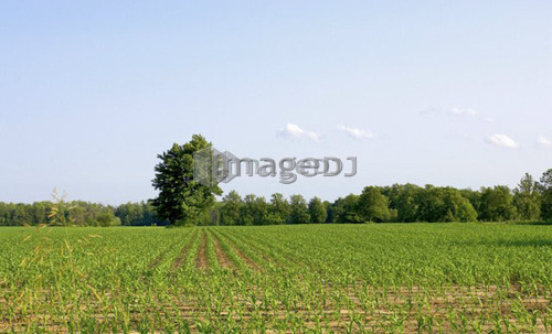 Cornfield disappearing into tree line and blue sky, Flamborough, Ontario