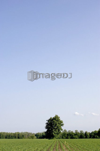 Cornfield disappearing into tree line and blue sky, Flamborough, Ontario.