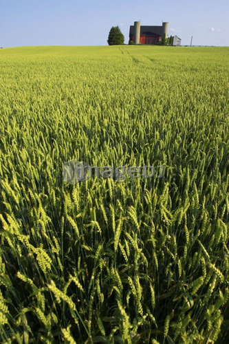 Wheat field with farm house on the horizon, Flamborough, Ontario
