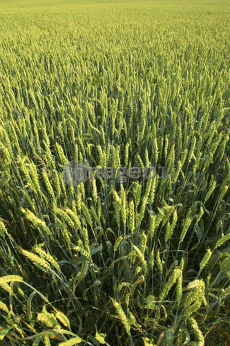 Wheat field, Flamborough, Ontario