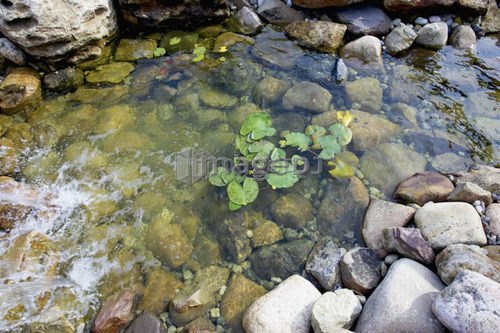 Man-made rock pond with lily pads, Grimsby, Ontario.
