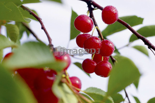 Cluster of red cherries on the tree, Ontario