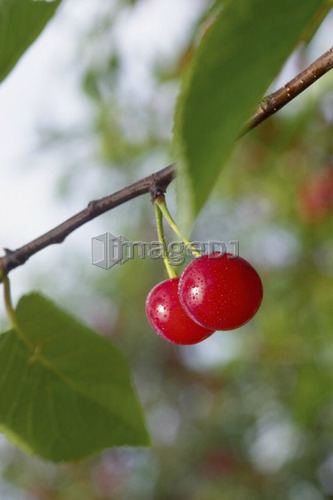 Stem with two red cherries hanging from branch of tree, Ontario