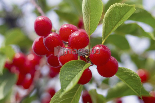 Cluster of red cherries on the tree, Ontario