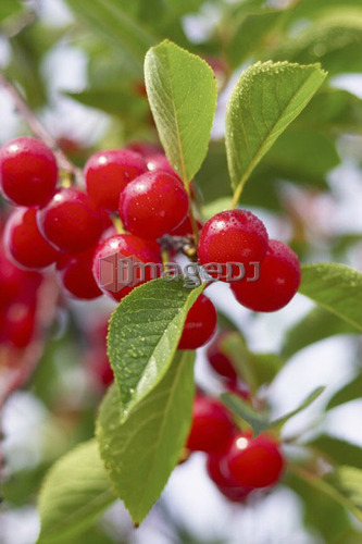 Cluster of red cherries on the tree, Ontario